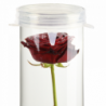 Tető henger alakú üveg vázához, vízbe merülő virágoknak