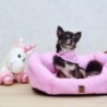 PETSY PINKY kutya, macska pamut fekhely - 50 cm